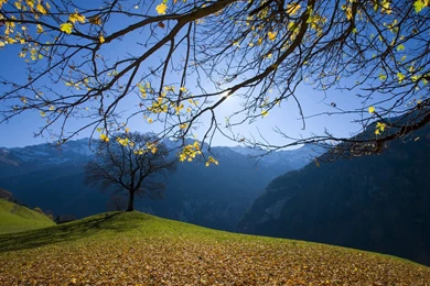 Fallen Autumn Leaves Wallpapers And Images   Wallpapers, Pictures ...