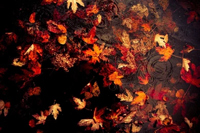 Water, Autumn, Leaves, Fallen Leaves :: Wallpapers