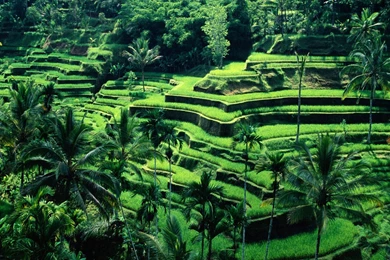 High Definition Pictures Of Nature With Bali View In Indonesia ...