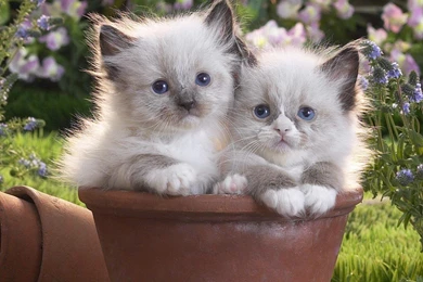 YouWall   White Cats Wallpapers   Wallpaper,wallpapers,free ...