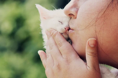Girl Kissing Small White Cat Wallpapers