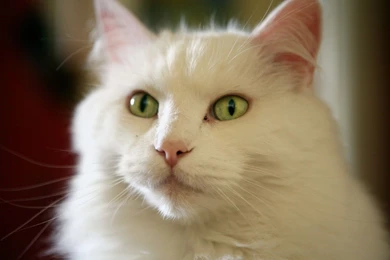 Kitten Hd Wallpapers Page 0