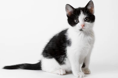 Black And White Cat Wallpapers   ImgMob