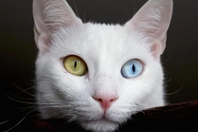 White Cats Wallpapers   Android Apps And Tests   AndroidPIT
