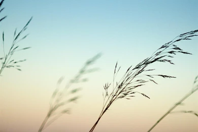 Straw Sky Plant Nature Landscape Wallpapers   1600x1200 Wallpapers ...