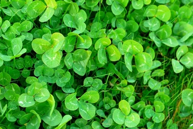 Shamrock Backgrounds Wallpapers   Wallpapers Cave