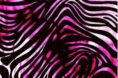 Pink Zebra Wallpapers