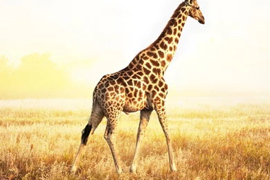 Giraffe Cute HD Wallpaper Images
