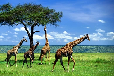 Giraffe HD Desktop Wallpapers