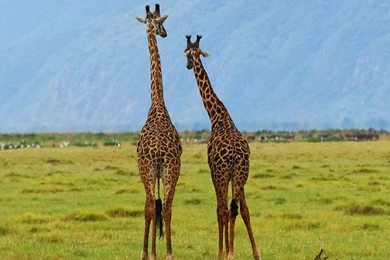 Giraffes Wallpapers