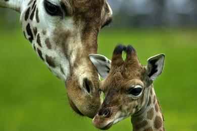 Baby Giraffe Wallpapers 221286