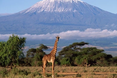 30 Amazing And Cute Pictures Of Giraffes