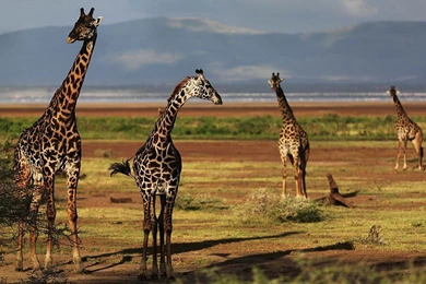 HD Giraffes Wallpapers And Photos ~ Trends Wallpapers