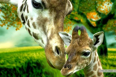 Free National Geographic Animal Wallpapers Tiger, Giraffe, Peacock ...