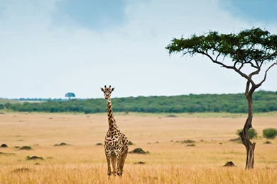 Animals Lonely Giraffes Wallpapers