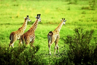 Baby Giraffe Tongue   Wallpaper.