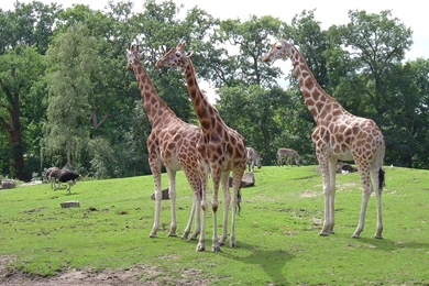 Wallpapers Of A Huge Walking Giraffe