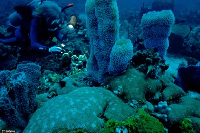 Dominica Island, Caribbean Sea, Diver In Coral Garden, Photo Of ...