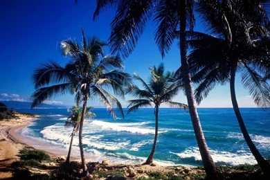 Caribbean Palms Picture, Caribbean Palms Photo, Caribbean Palms ...