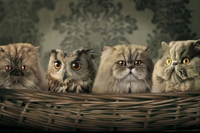 A Strange Family Wallpapers Free Desktop Backgrounds And Wallpapers