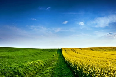 Field HD Wallpapers   HD Wallpaper Backgrounds Of Your Choice