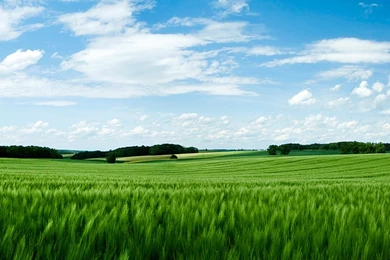 8589130579759 green field creen wallpaper hd.jpg