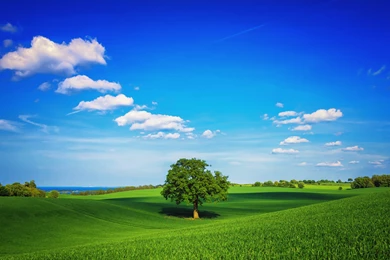 Download Beautiful Green Fields Wallpapers