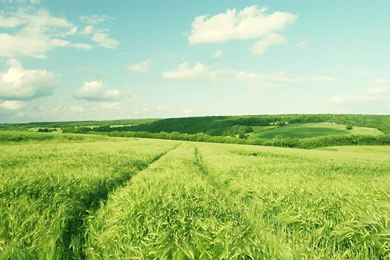 1920x1200 Beautiful Green Field Desktop PC And Mac Wallpapers