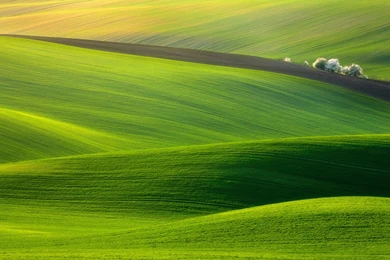 Spectacular Green Field Wallpapers
