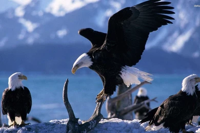 American Bald Eagles Wallpapers   Animal Wallpapers