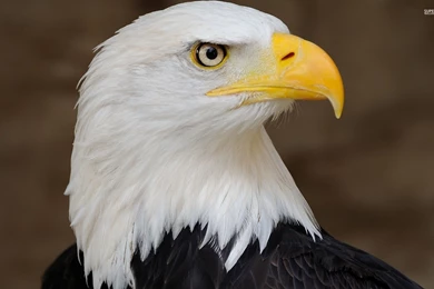 Bald Eagle Wallpapers   Animal Wallpapers