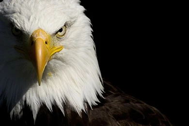 Bald Eagle   Wallpaper.
