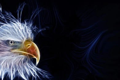 Eagle Desktop Wallpapers Wallpapers Cave