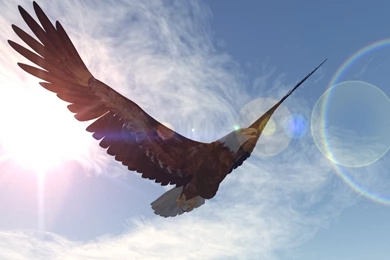 Bald Eagle Wallpapers