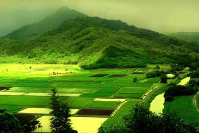 Green Fields Widescreen Wallpapers