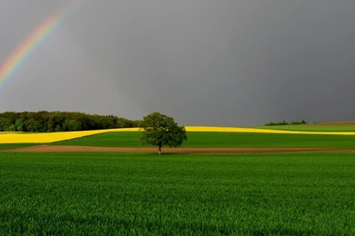 Rainbow Over Green Field Wallpapers For Desktop, Laptop And Tablet
