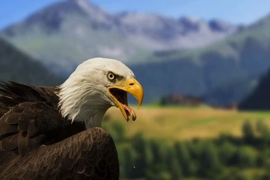 High Definition Eagle Wallpapers For Free Download