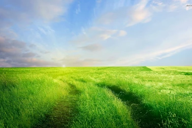 Tracks Through The Green Field Wallpapers Nature Wallpapers