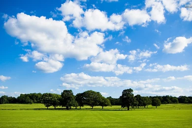 Trees On The Green Field Wallpapers   Nature Wallpapers