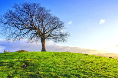 Single Tree On The Green Field Wallpapers