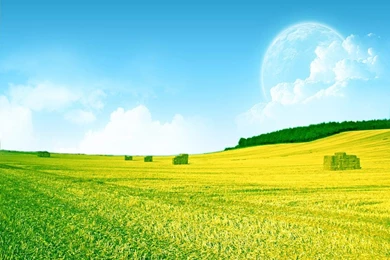 Beautiful Yellow Green Field Wallpaper Backgrounds Pictures And ...