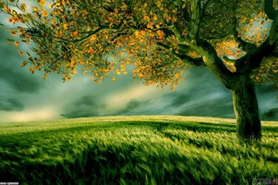 Beautiful Green Field Wallpapers