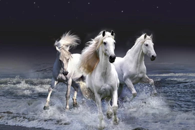 White Horse Wallpaper Images   Uncalke.com