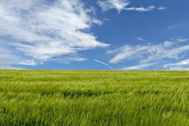 Green Field Wallpapers   Nature Wallpapers