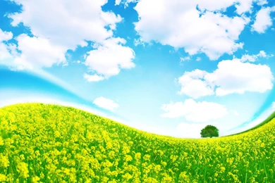 Green Field Landscape Wallpapers HD Download For Desktop