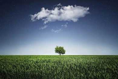 Green Tree Alone In Green Field Wallpapers HD For Desktop