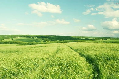 Green Field Wallpapers Nature Wallpapers