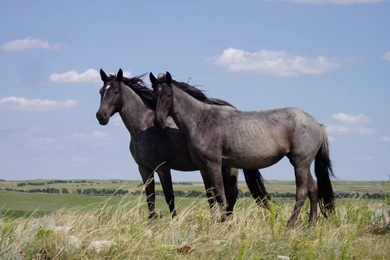 Horses For Free HD Wallpapers