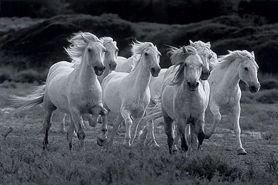 Great Beauty Cool White Gorgeous 295 Horses Wallpapers For Desktop ...