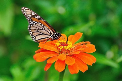 Santa Banta Wallpapers Hd Nature